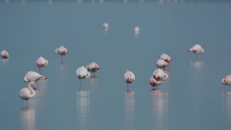 Delta-Flamingos-20