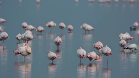 Delta-Flamingos-22