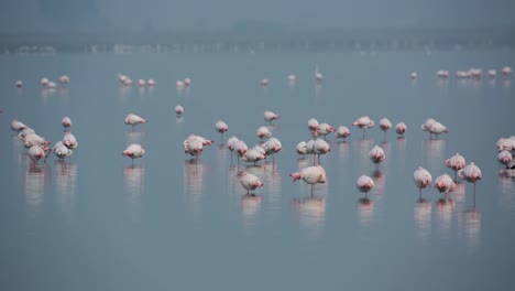 Delta-Flamingos-23