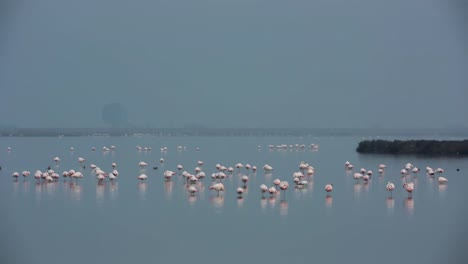 Delta-Flamingos-24