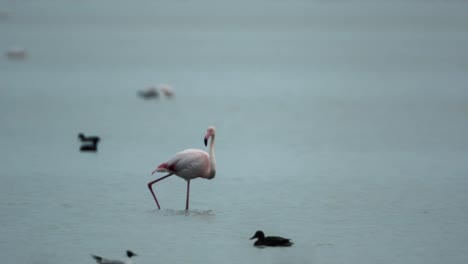 Delta-Flamingos-25
