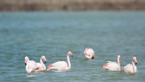 Delta-Flamingos-26