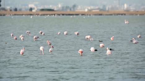 Delta-Flamingos-27