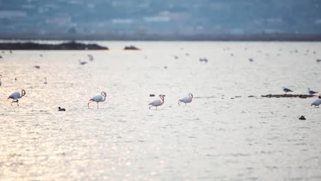 Delta-Flamingos-28