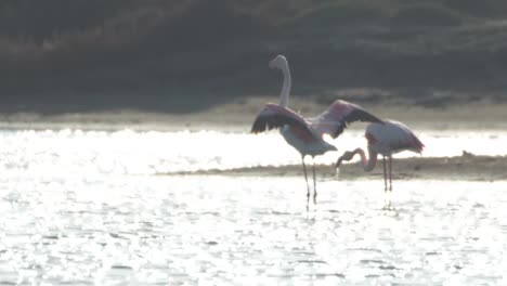 Delta-Flamingos-34