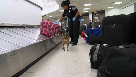 Homeland-Security-Verwendet-Hundespürhunde,-Um-An-Einem-Amerikanischen-Flughafen-Nach-Drogen-Zu-Suchen