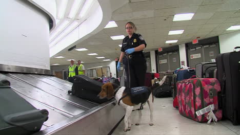 Homeland-Security-Verwendet-Hundespürhunde,-Um-An-Einem-Amerikanischen-Flughafen-Nach-Drogen-Zu-Suchen-1