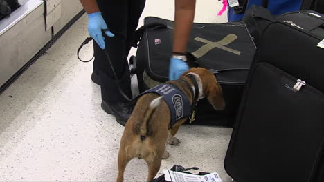 Homeland-Security-Verwendet-Hundespürhunde,-Um-An-Einem-Amerikanischen-Flughafen-Nach-Drogen-Zu-Suchen-2