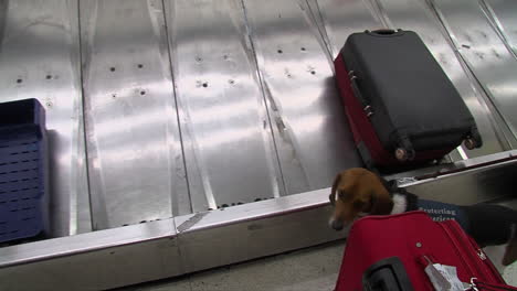 Heimatschutz-Verwendet-Hundespürhunde,-Um-An-Einem-Amerikanischen-Flughafen-Nach-Drogen-Zu-Suchen