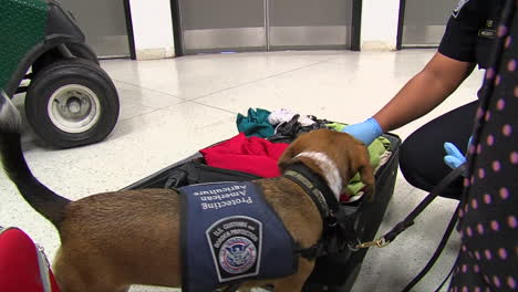 Homeland-Security-Verwendet-Hundespürhunde,-Um-An-Einem-Amerikanischen-Flughafen-Nach-Drogen-Zu-Suchen-4