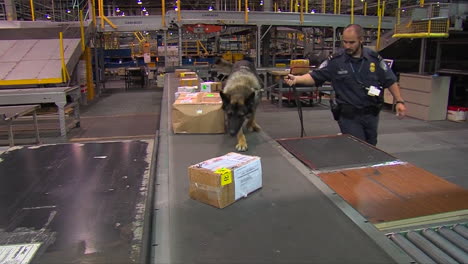 Homeland-Security-Verwendet-Hundespürhunde,-Um-Pakete-In-Einer-Versandeinrichtung-Zu-überprüfen