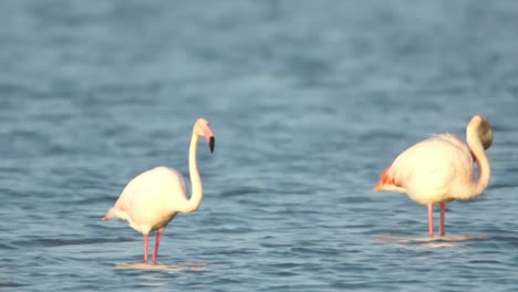 Delta-Flamingos-36