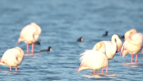 Delta-Flamingos-38