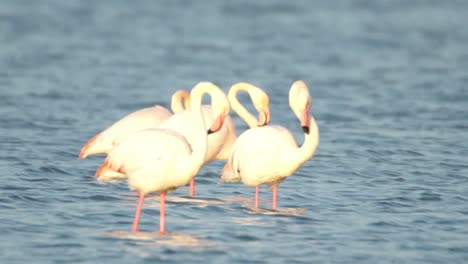 Delta-Flamingos-40