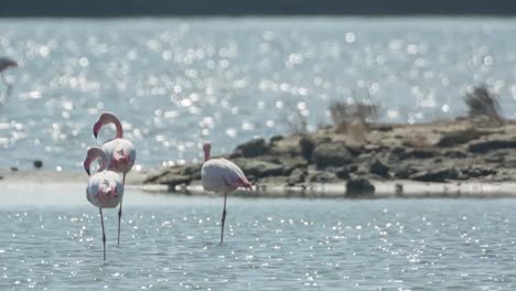Delta-Flamingos-41