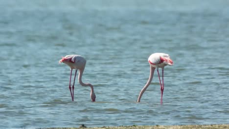 Delta-Flamingos-46