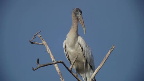 Versteckte-Vögel-10