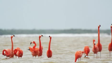 Flamingo-08