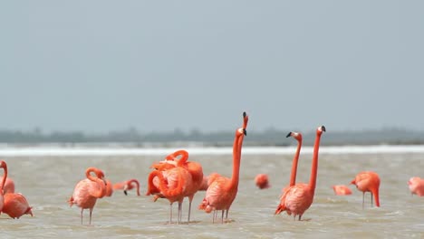 Flamingo-31