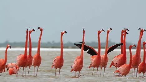 Flamingo-32