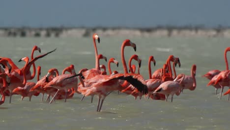 Flamingo-37