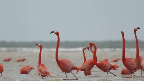 Flamingo-43