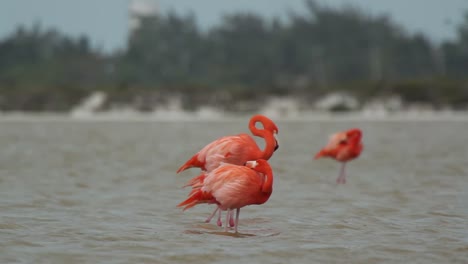 Flamingo-59