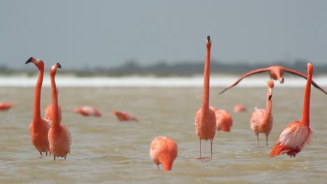 Flamingo-66