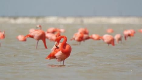 Flamingo-68