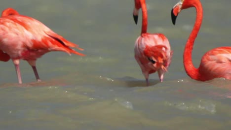 Flamingo-75