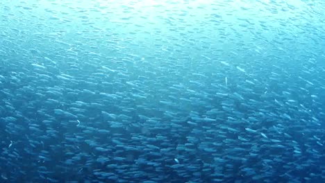 Mexico-Diving-0-32