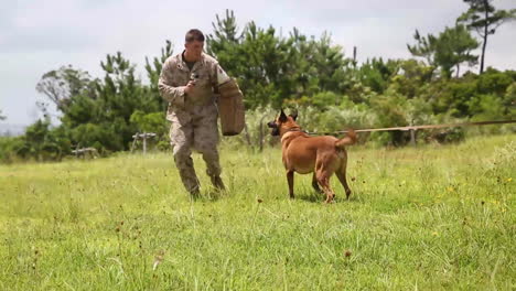 Kampfhunde-Werden-Vom-US-Militär-Ausgebildet