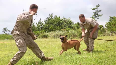 Kampfhunde-Werden-Vom-US-Militär-Ausgebildet-1