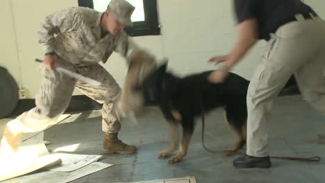 Attack-Dogs-Are-Trained-By-The-Us-Military-4