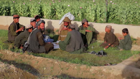 Afghanische-Männer-Bauen-Schlafmohn-Auf-Den-Feldern-An