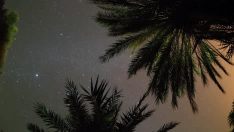 Palm-Tree--Star00