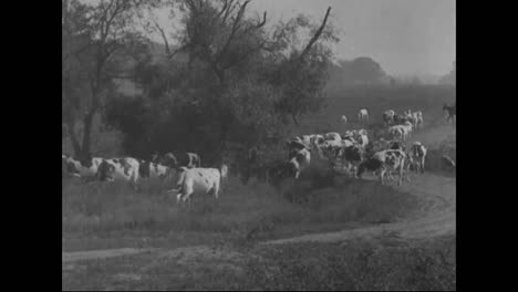 Bilder-Einer-Milchfarm-In-Amerika-Im-Jahr-1918