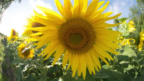 Sunflower-Field-02