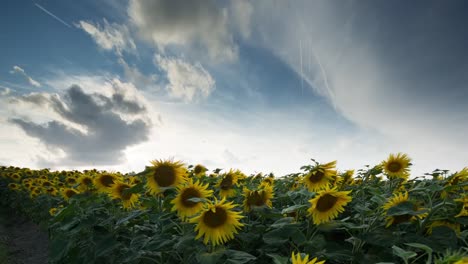 Sunflower-Field-14