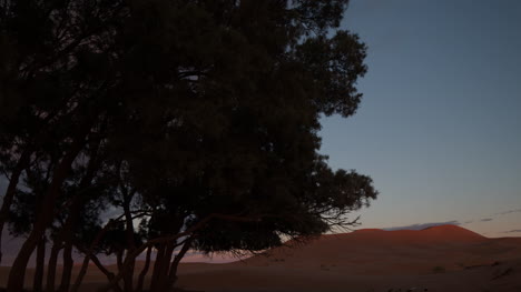 Tree-Desert-01