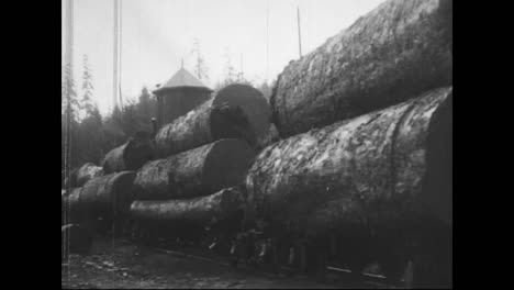 Forests-Are-Logged-And-Trees-Are-Felled-In-1917-1