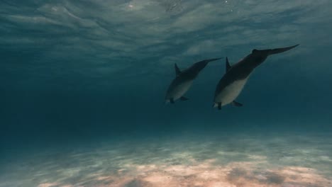 Spinner-Dolphins-Swim-In-Shallow-Water-Near-The-Hawaiian-Islands-2019