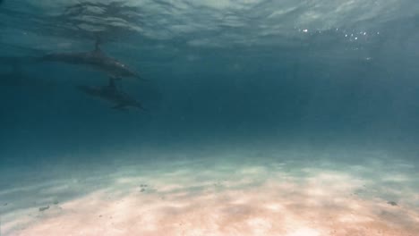Spinnerdelfine-Schwimmen-Im-Flachen-Wasser-In-Der-Nähe-Der-Hawaiianischen-Inseln-2019