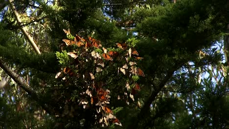 A-Close-Up-Of-A-Monarch-Butterfly-And-A-Group-Of-Monarch-Butterflies-Hanging-Out-On-A-Pine-Tree