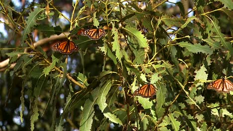 Un-Grupo-De-Mariposas-Monarca-En-Un-Pino-Cerca-De-Un-Capullo-A-Punto-De-Incubar-Una-Mariposa