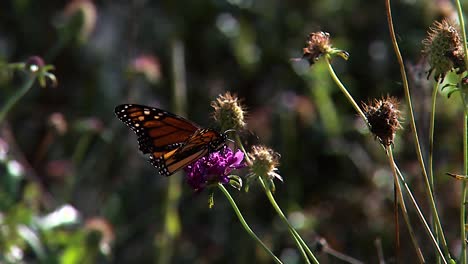 A-Monarch-Butterfly-Feeding-Close-Up-Of-A-Monarch-Caterpillar