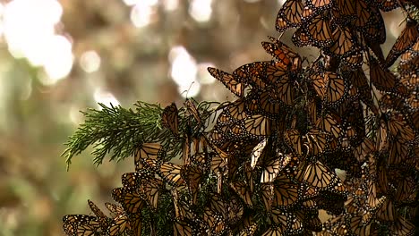 Close-Ups-Of-Monarch-Butterflies-On-A-Pine-Tree-Branch