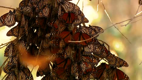 Various-Shots-Of-A-Large-Number-Of-Monarch-Butterflies-On-Trees