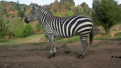 Zebra-00