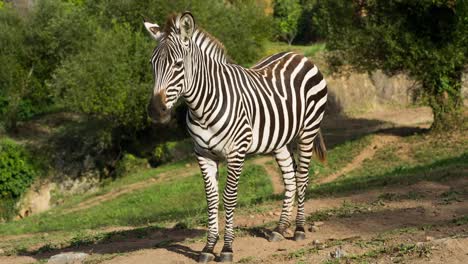 Zebra-08